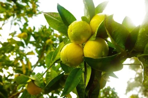 Lemon branch Stock Photos
