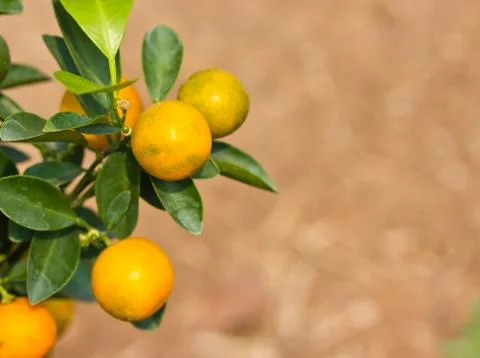 Lemon on a branch on a tree Stock Photos