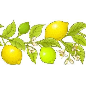 Lemon branch vector pattern イラスト素材