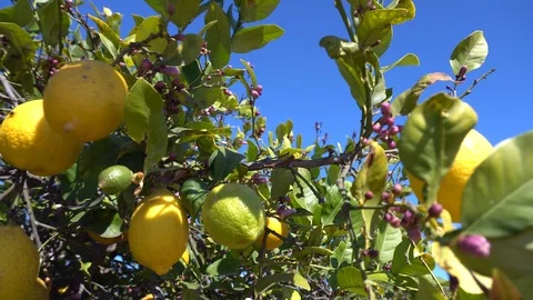 Lemon branches with ripe yellow lemons in lemon orchard Stock Footage 106225390
