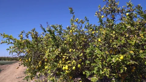 Lemon branches with ripe yellow lemons in lemon orchard Stock Footage 106225877