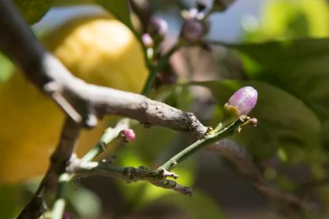 Lemon bud Stock Photos