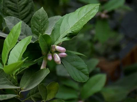 Lemon bud Stock Photos