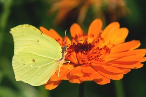 Lemon butterfly on a calendula orange flower close up Stock Photos
