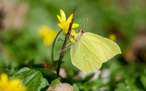 Lemon butterfly macro Stock Photos
