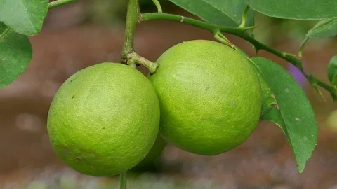 Lemon Camera angle of movement Stock Footage 78610245