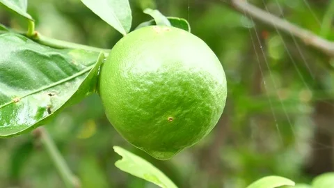 Lemon Camera angle of movement Stock Footage 78610948