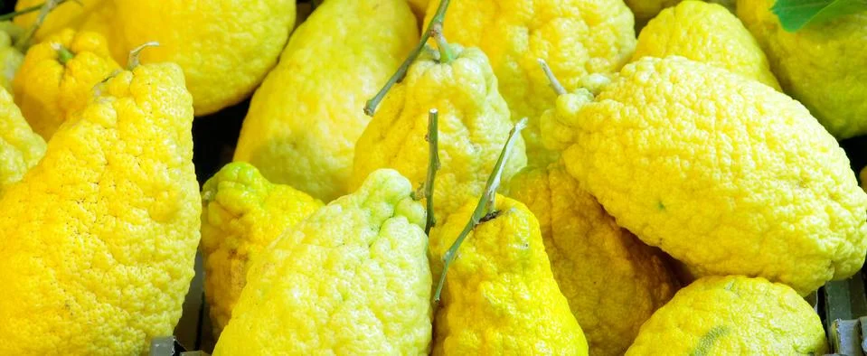 Lemon cedars of Sicily Stock Photos