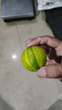 This lemon is characterized by its thin and paper-like peel Stock Photos