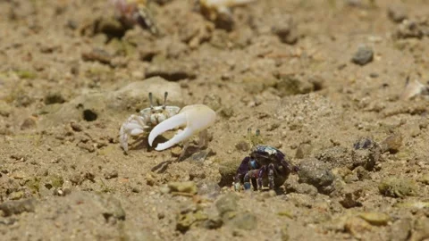 Lemon-Clawed Fiddler Crab and Tetragonal Fiddler Crab. Stock Footage 273441256