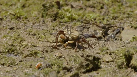 A Lemon-Clawed Fiddler Crab Eating. Stock Footage 273441400