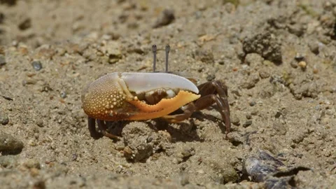 A Lemon-Clawed Fiddler Crab Eating. Stock Footage 273441512