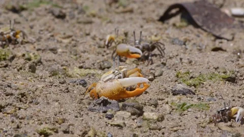 Lemon-Clawed Fiddler Crabs Foraging for Food. Stock Footage 273441708