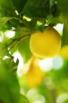 Lemon close up Фото