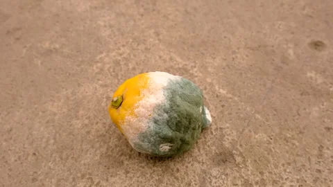 Lemon covered in mold. Selective focus. Stock Footage 308468222