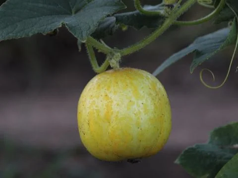 Lemon Cucumber Stock Photos
