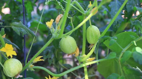 Lemon cucumbers on the vine Stock Footage 67636371