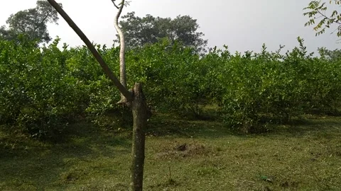 A lemon cultivation field 스톡 동영상 228022405