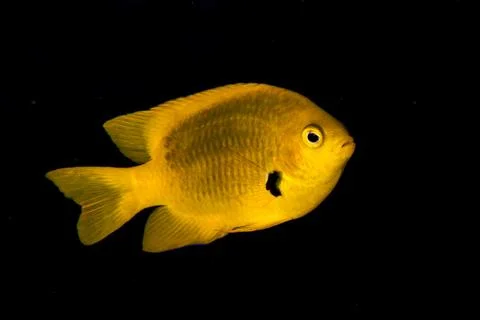 Lemon damsel Stock Photos