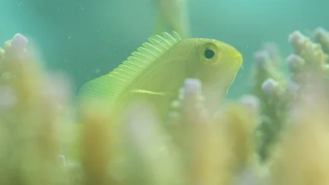 Lemon damselfish hide in coral Stock Footage 111240569