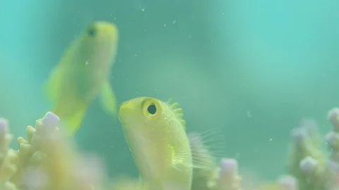 Lemon damselfish hide in coral Stock-Footage 111242531