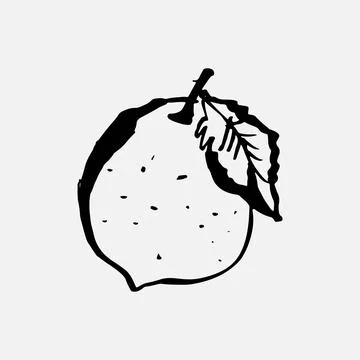 Lemon doodle icon. Single element hand drawn lemon sketch Stock Illustration