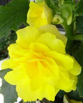 Lemon Drops Stock Photos