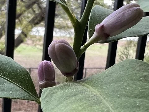 Lemon Drops Foto stock