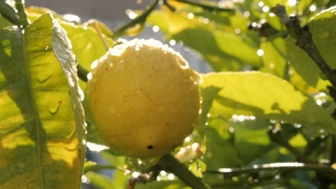 Lemon with Drops of Water Video stock 125788718