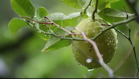 Lemon during heavy storm and rain weather 스톡 동영상 10836836