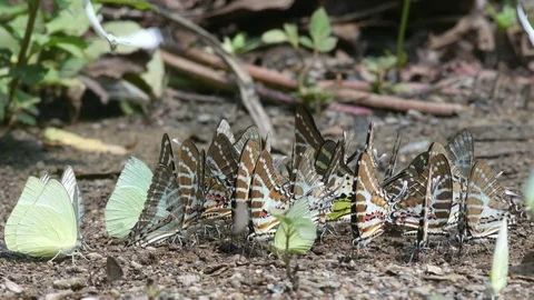 Lemon Emigrant and Spot Swordtail butterfly drinking mineral Stock Footage 75038579