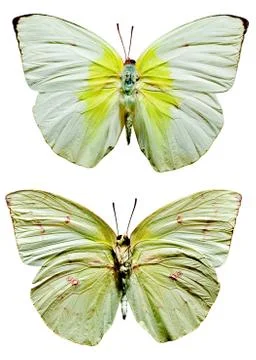 Lemon Emigrant Butterfly Stock Photos