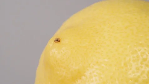 Lemon In Extreme Close Up 库存影片 97292953