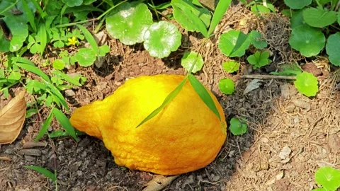 Lemon fall down on floor. Stock Footage 305772010