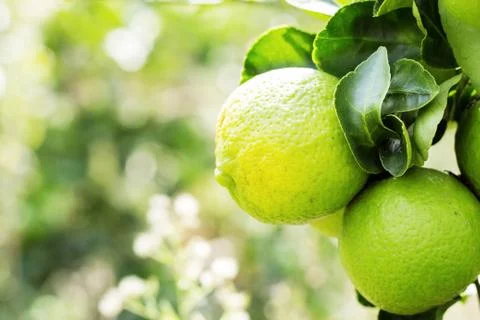 Lemon on the farm. Stock Photos