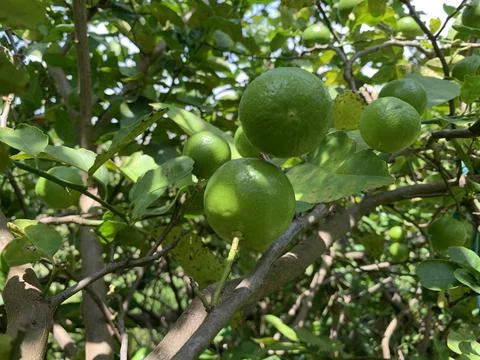 Lemon field Stock Photos