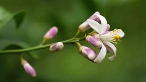 Lemon Flower Stock-Footage 332942940