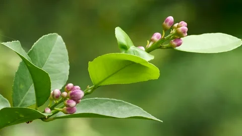 Lemon Flower Stock-Footage 333061820