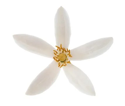 Lemon flower head Stock Photos