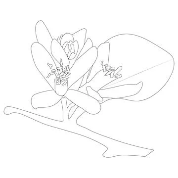 Lemon flower Stock Illustration