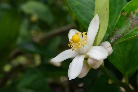 Lemon flower Foto stock