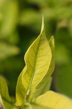 Lemon flower Stock Photos