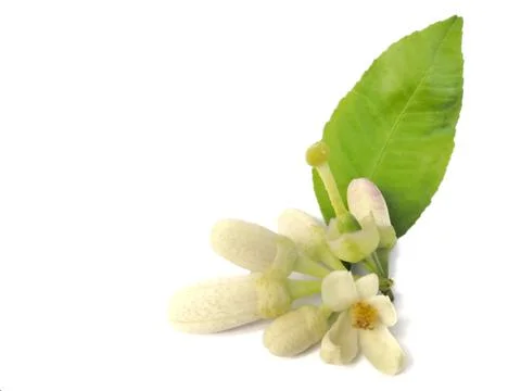 Lemon​ flower​ Stock Photos