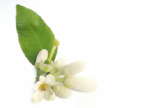 Lemon​ flower​ Stock Photos