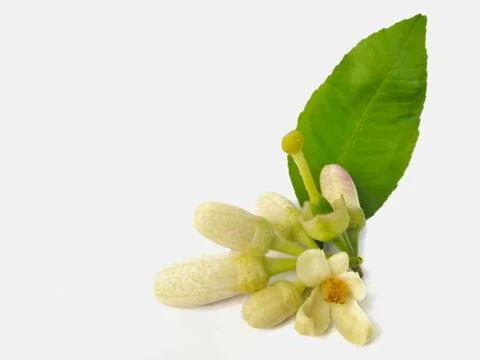 Lemon​ flower​ Stock Photos