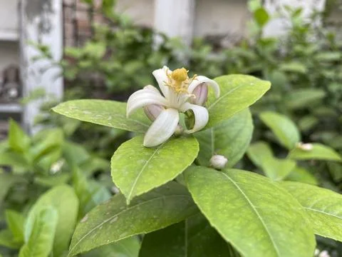 Lemon flower Stock Photos