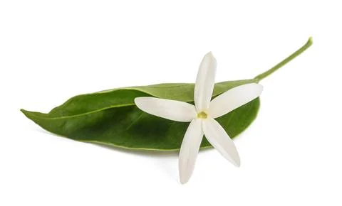 Lemon flower Stock Photos