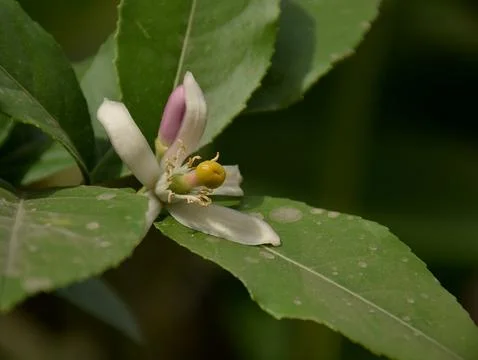 Lemon flower Foto stock