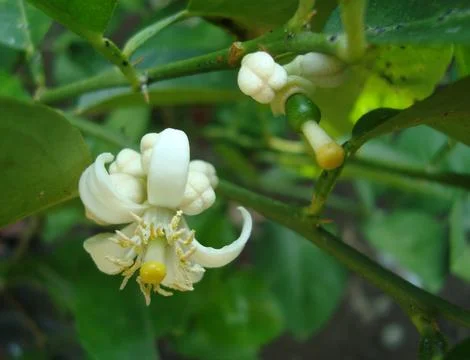 Lemon flower  스톡 사진