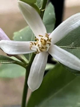 Lemon Flower Stock Photos